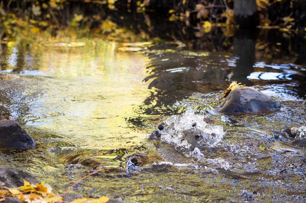 Vesi pärskyy ja pikkukivet pomppivat ilmaan naaraan kaivaessa