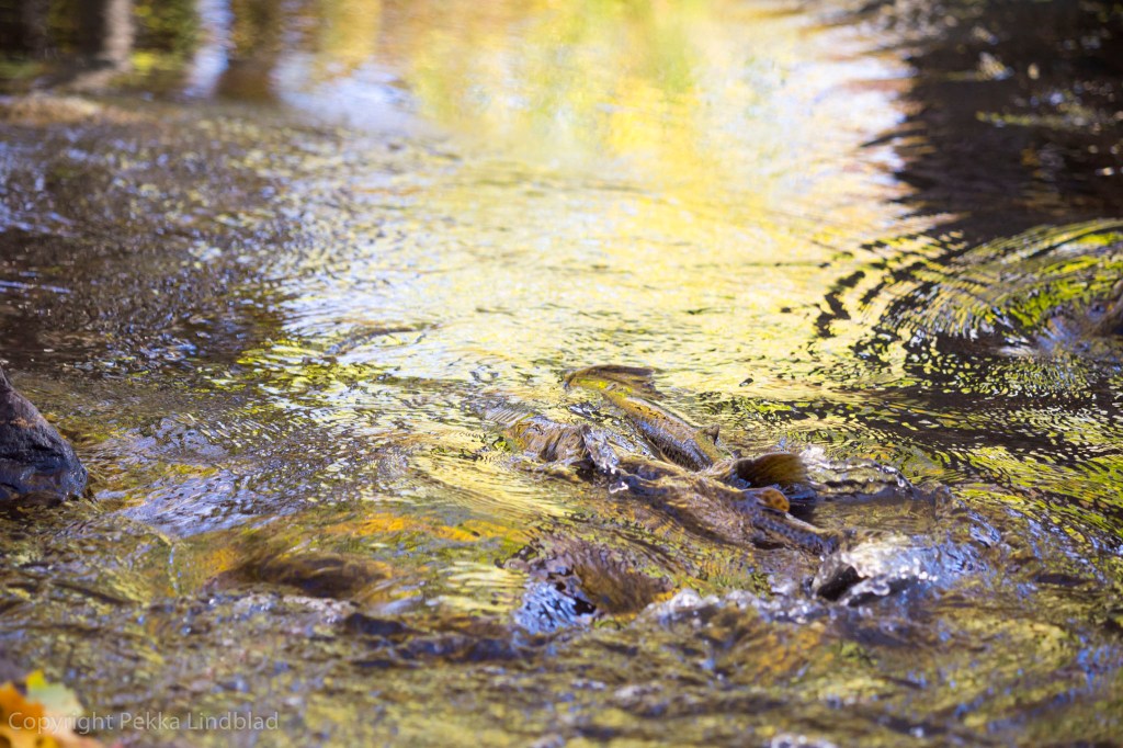 Meritaimenet kutuun valmistautumassa