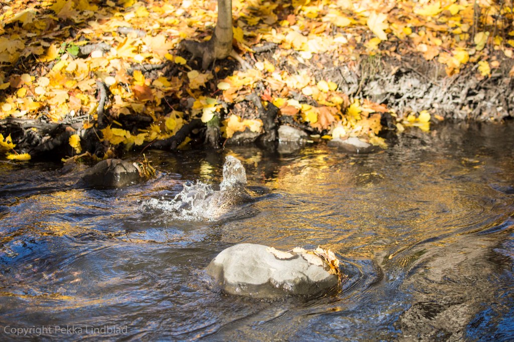 Kutukuopan kaivuu käynnissä