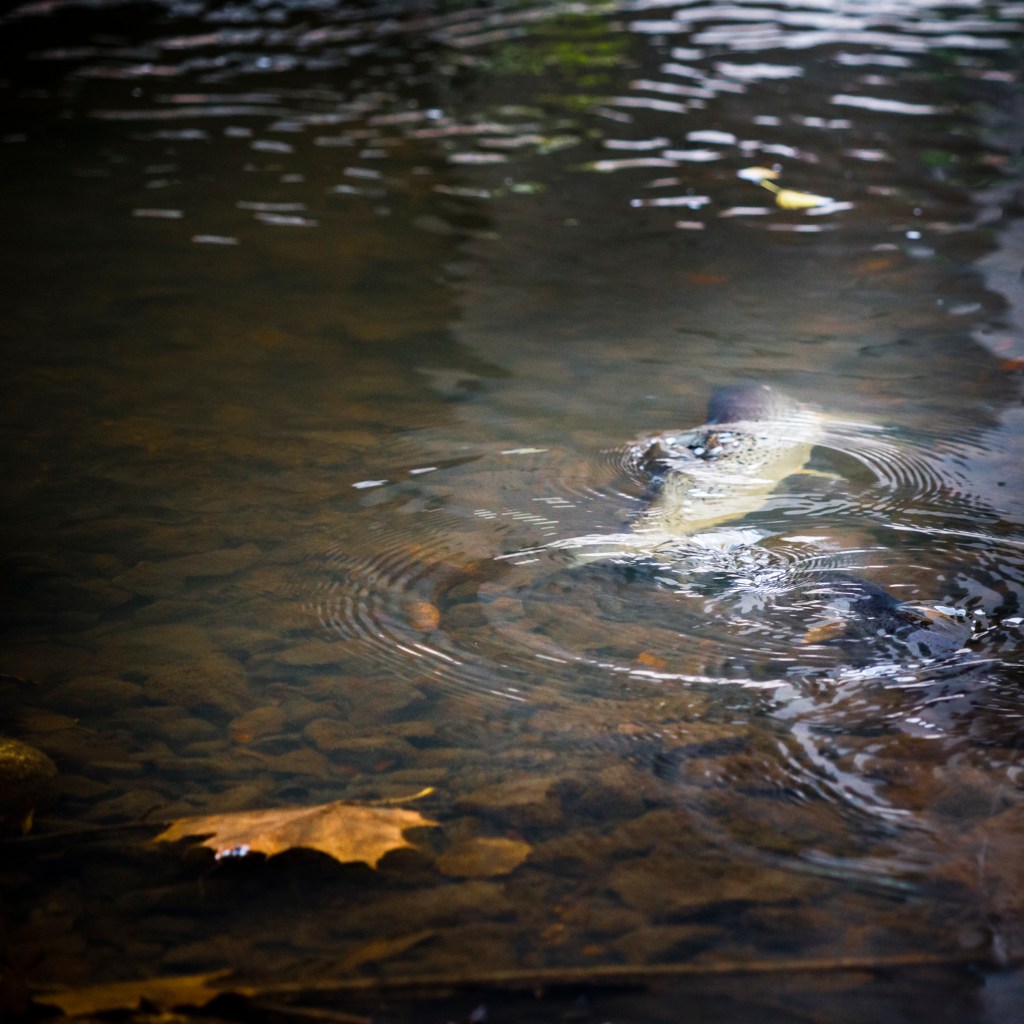 Naarastaimen kutukuoppaa kaivamassa