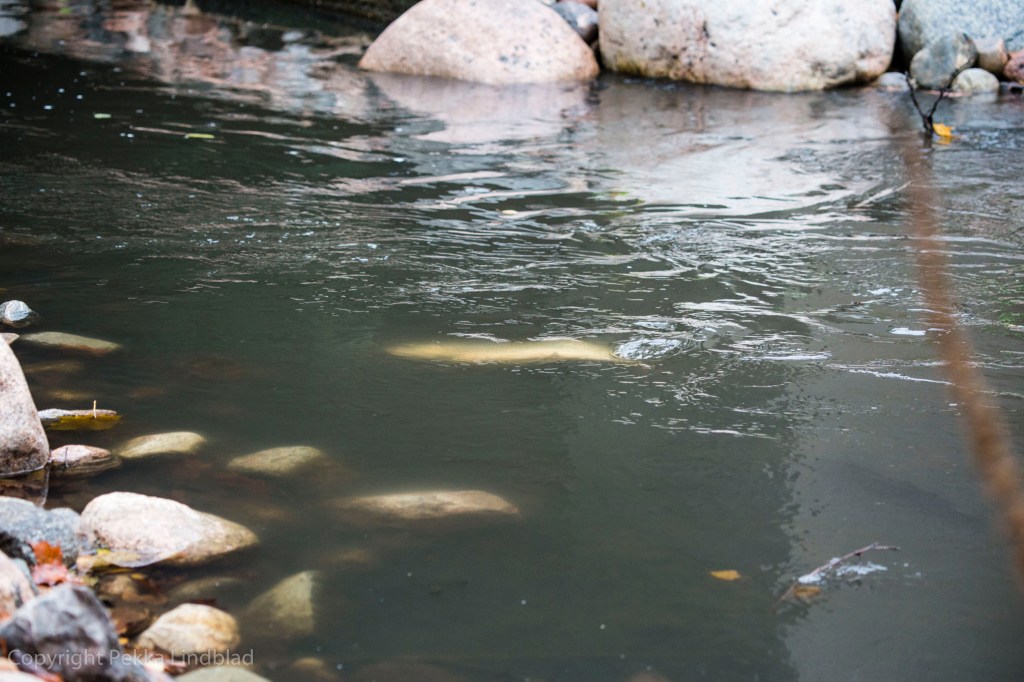 Kookas 70-80 senttiä pitkä naarastaimen Pitäjänmäentien sillan alapuolella